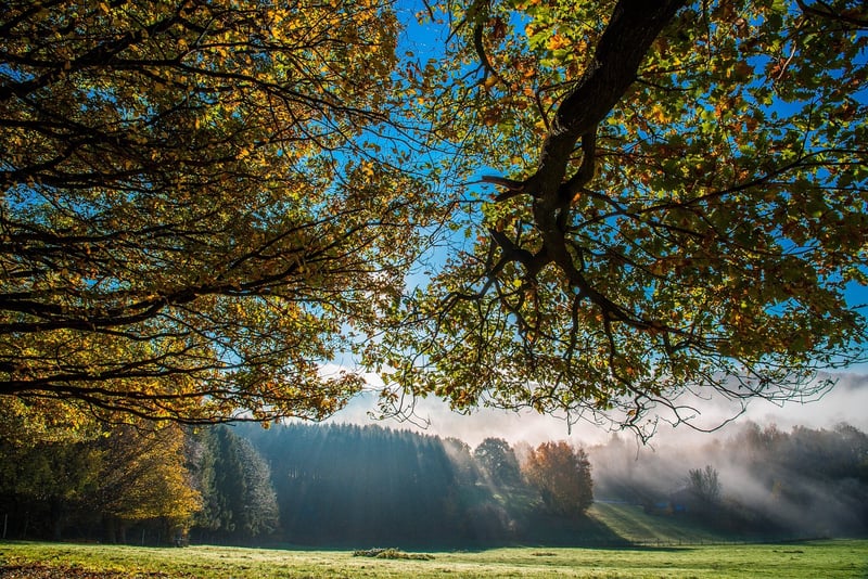 Enchanting Forest