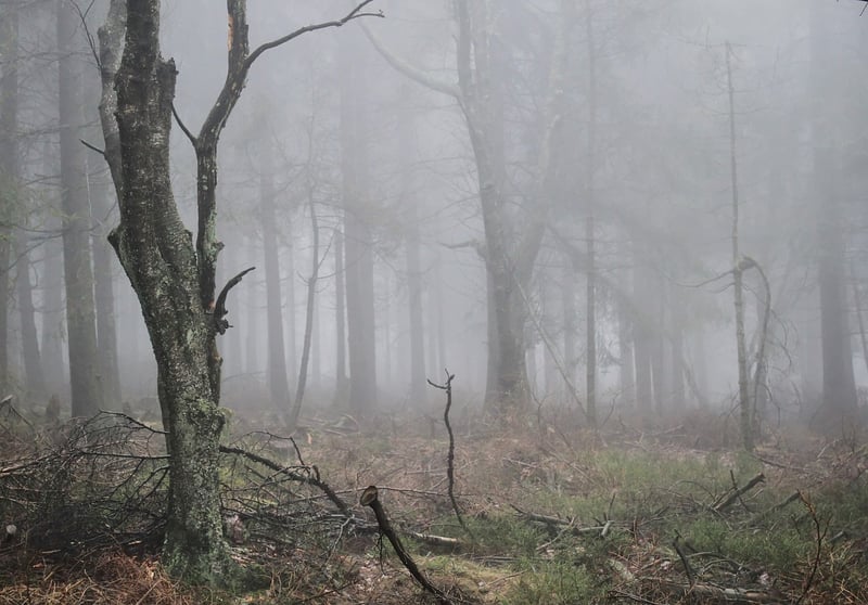 Enchanted Woods